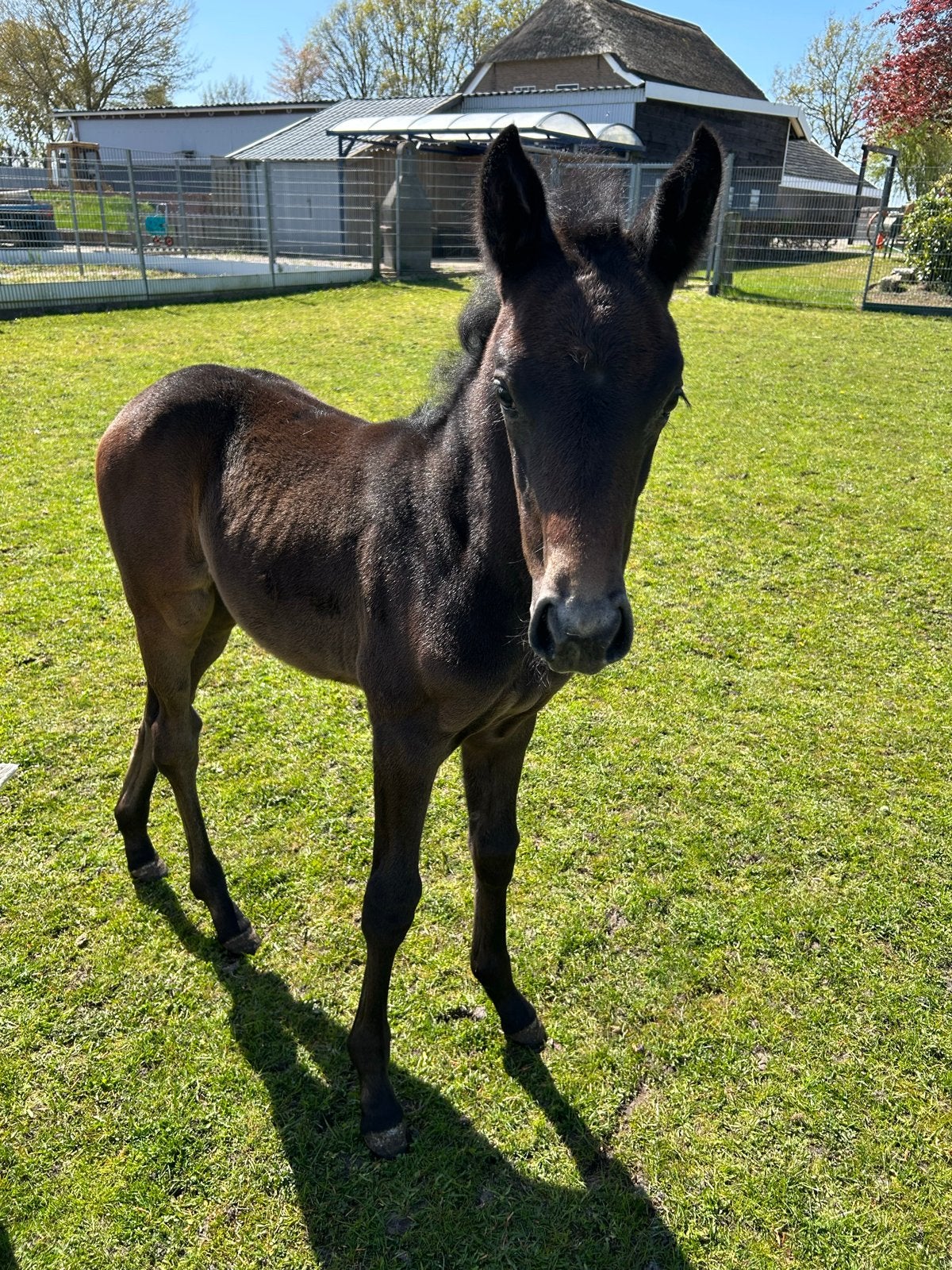 Talentvol merrie veulen, Dieren en Toebehoren, Paarden, Merrie, Niet van toepassing, Minder dan 160 cm, 0 tot 2 jaar, Dressuurpaard