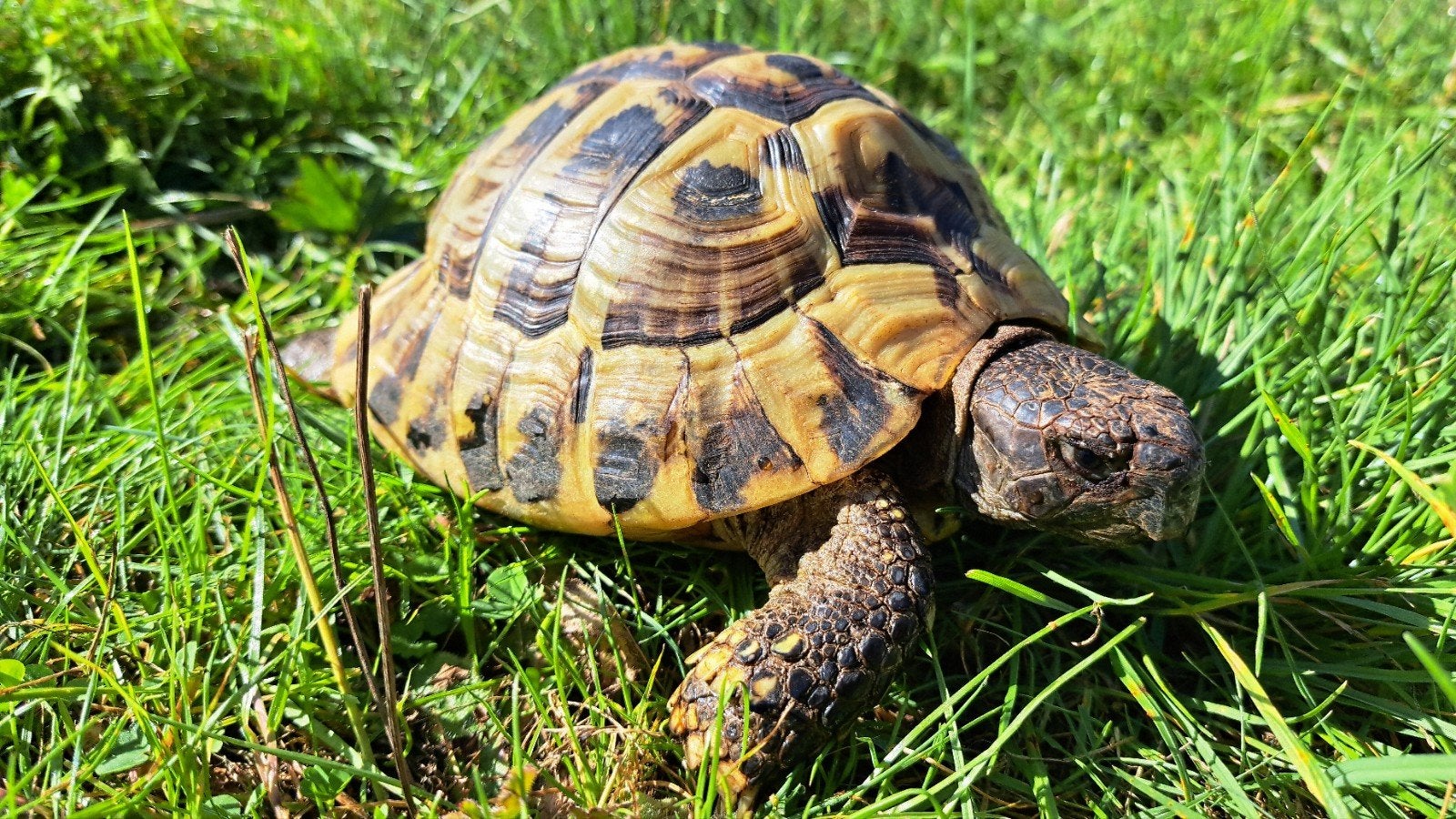 Testudo hermanni (Griekse landschildpadden) Tortoise photo 5
