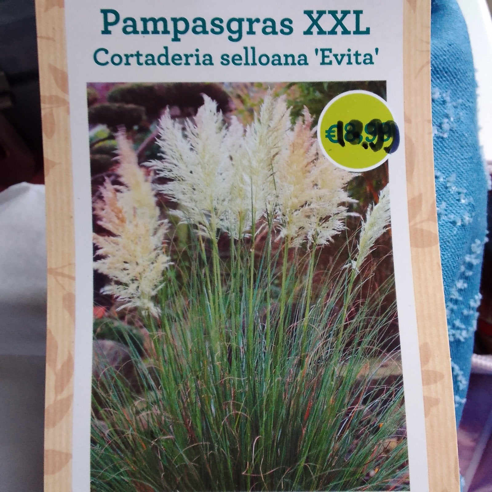 3x Pampasgras XXL. Te koop wegens ruimtegebrek., Ophalen, Vaste plant, Siergrassen, Volle zon