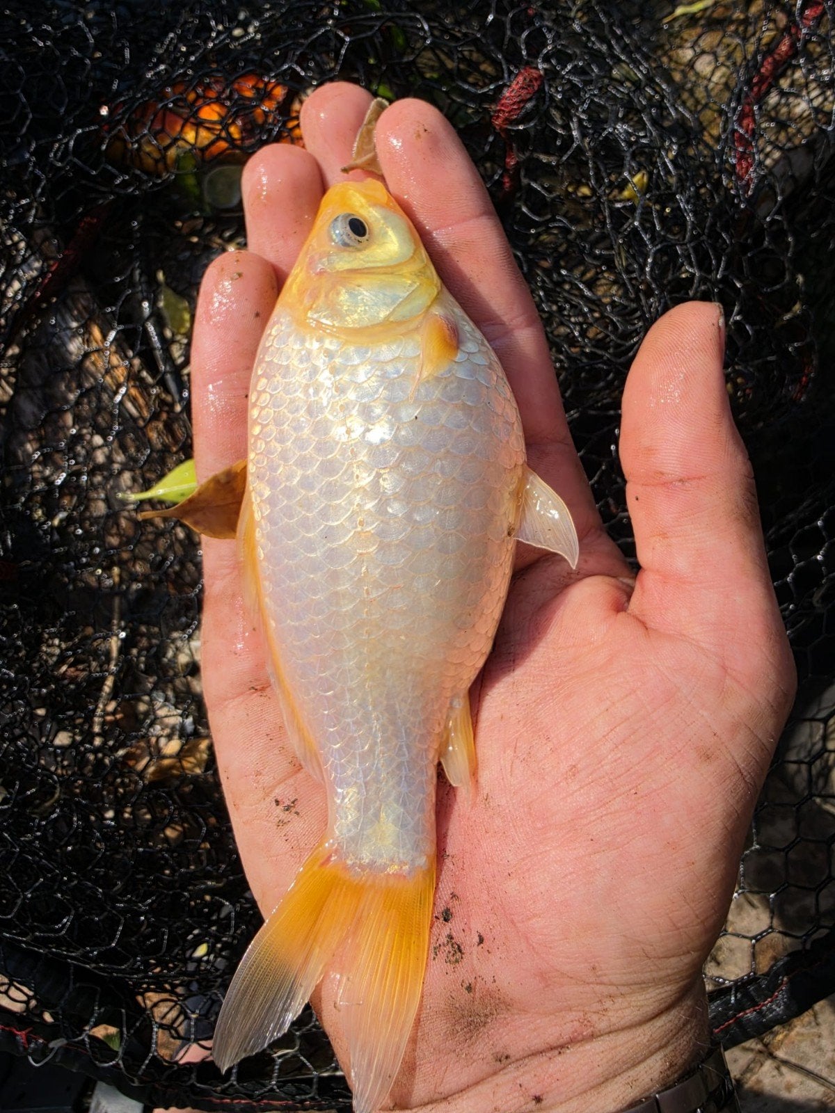 Leuke vis van koi en goudvis, Karper of Koi