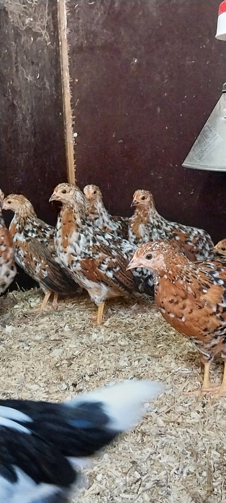 Gratis haantjes, Dieren en Toebehoren, Pluimvee, Meerdere dieren, Kip