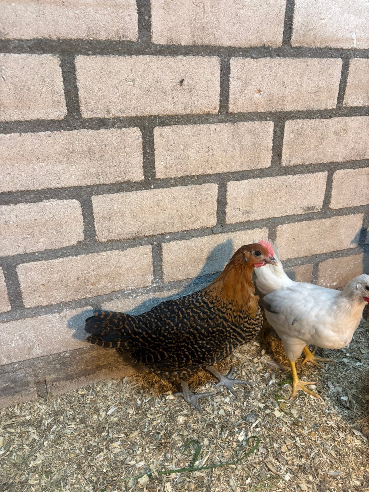 Goudbrakel haantjes, Dieren en Toebehoren, Pluimvee, Mannelijk, Kip