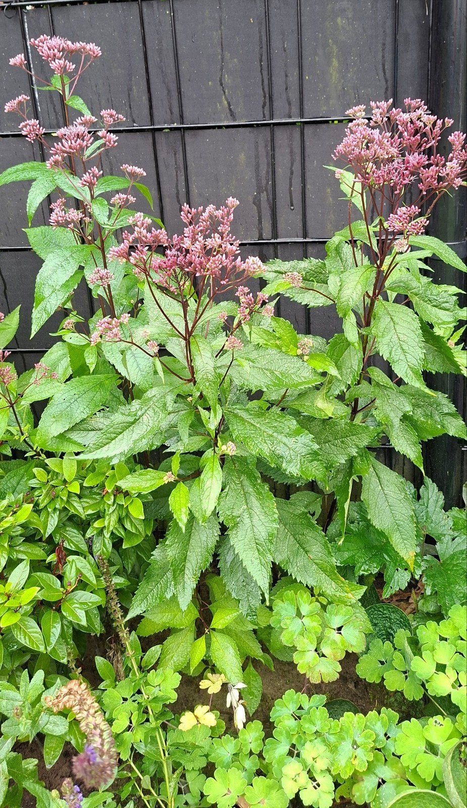 Mooie Eupatorium / leverkruid, Ophalen, Overige soorten, Volle zon