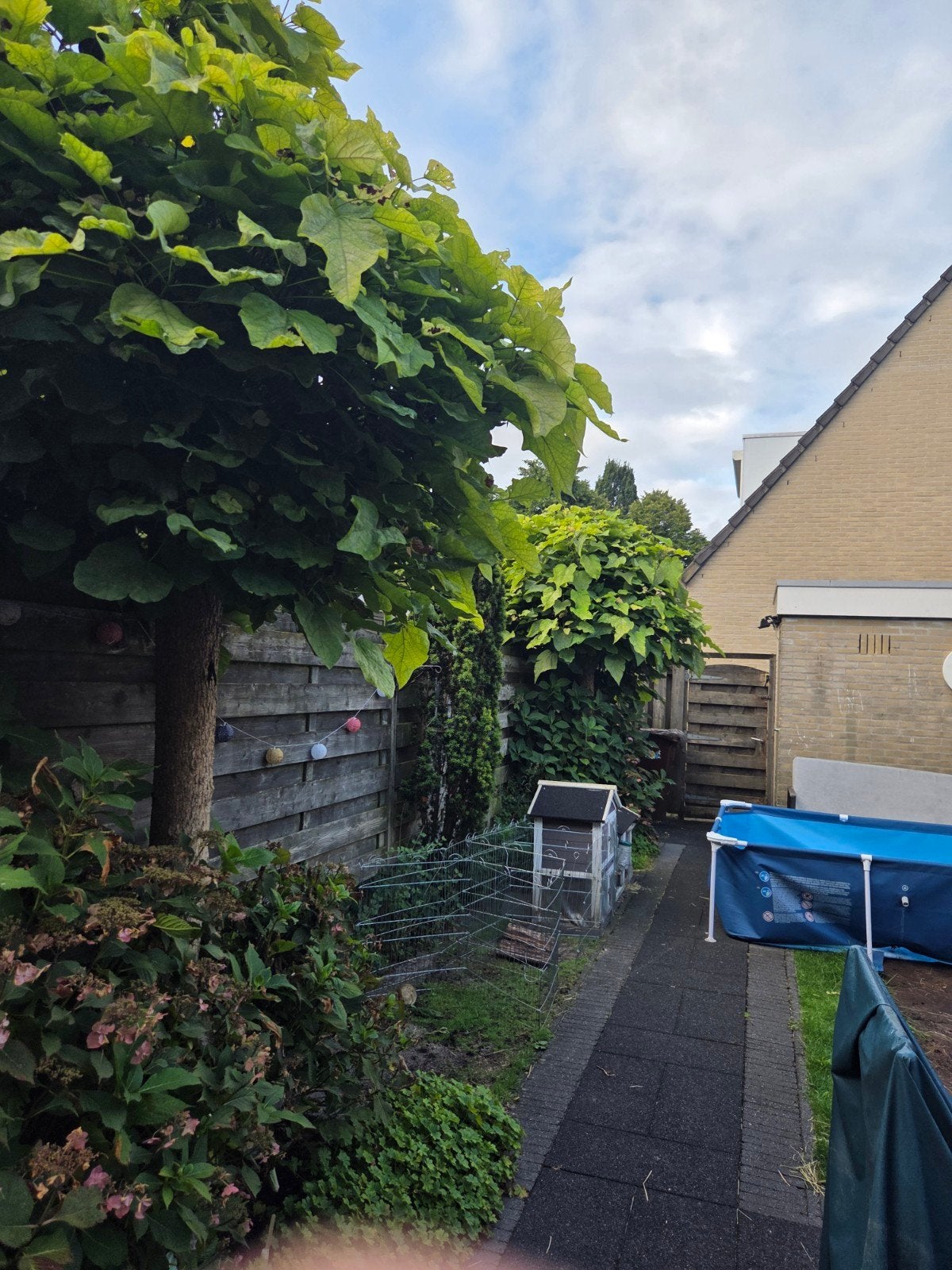 2 Trompetbomen (Catalpa) van ongeveer 10 jaar oud, Ophalen, Bloeit niet, Halfschaduw, Overige soorten