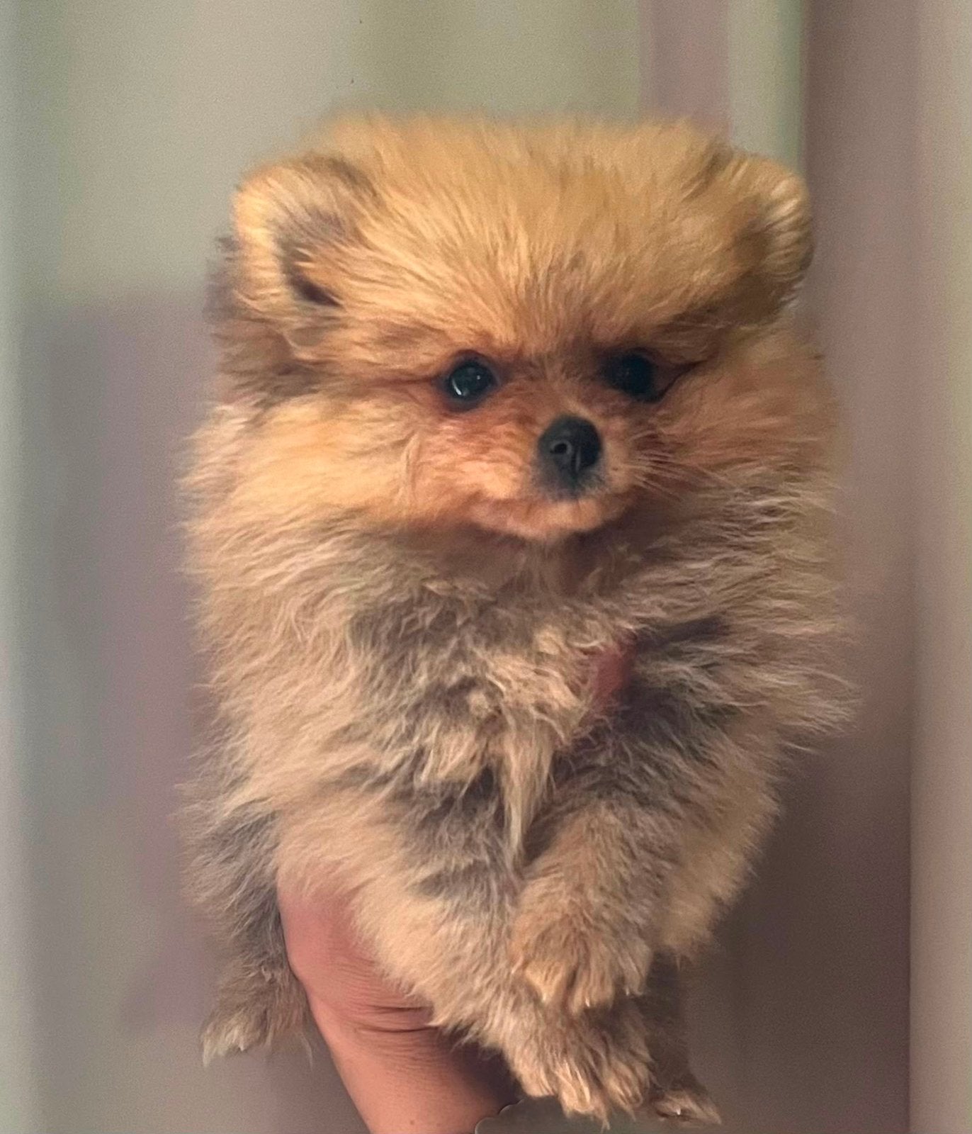 Pomeriaan pupjes mini, Keeshond, 8 tot 15 weken, Parvo, Meerdere