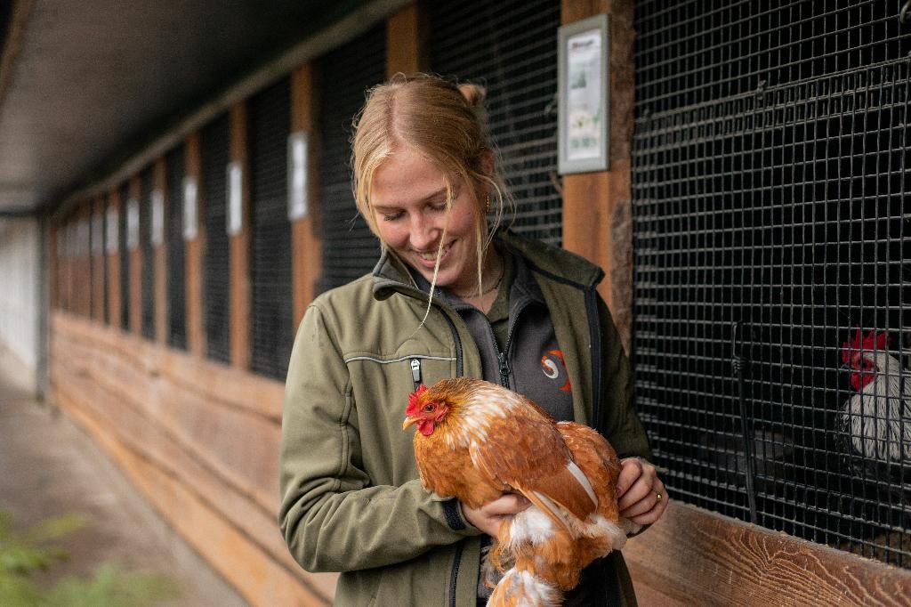 Cochin krielkippen | Vriendelijke kippen | Rustige kip