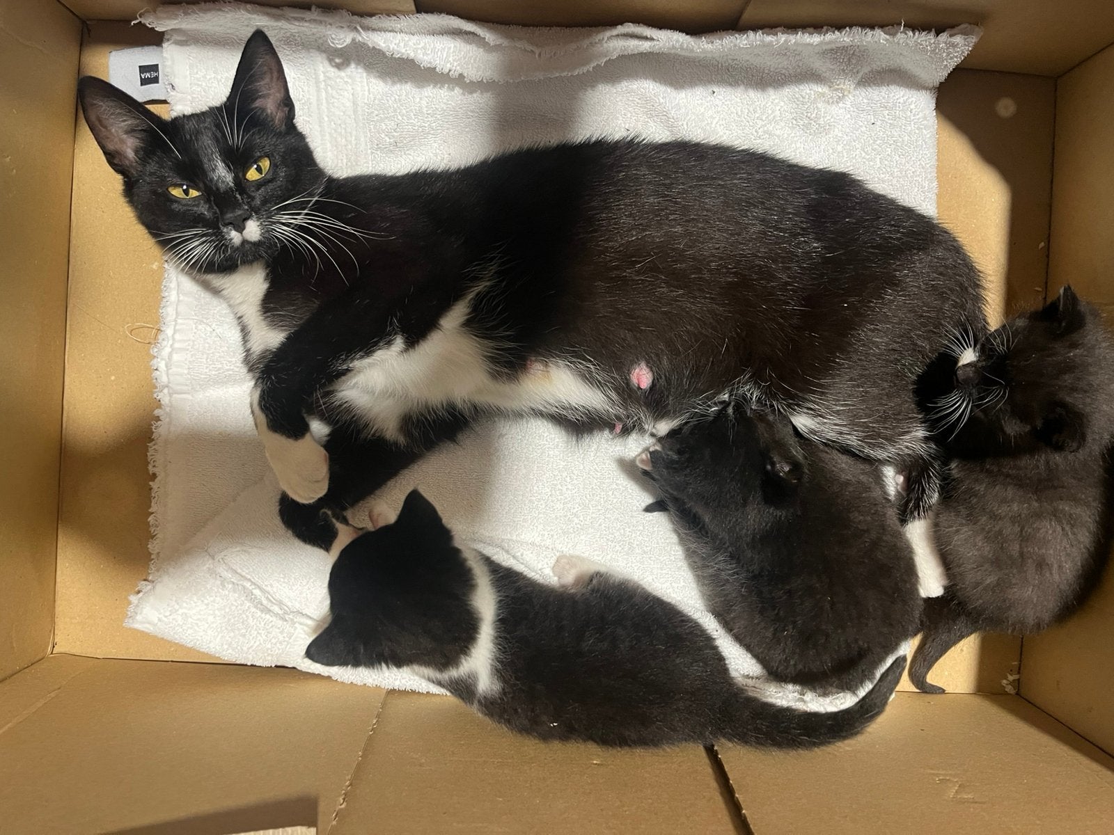 Boederij kittens jonge kittens, Dieren en Toebehoren, Meerdere dieren