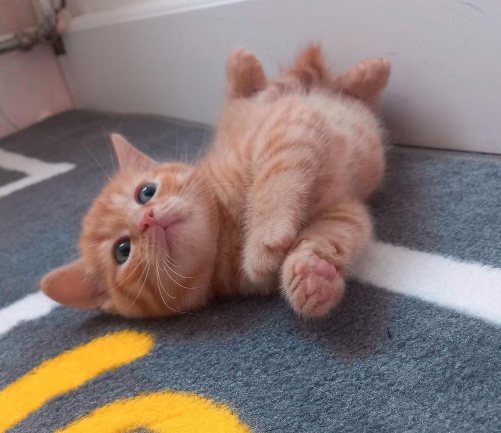 Nog 2 prachtige kittens..❤️❤️, Dieren en Toebehoren, Katten en Kittens | Overige Katten, Meerdere dieren, Kortharig, 0 tot 2 jaar