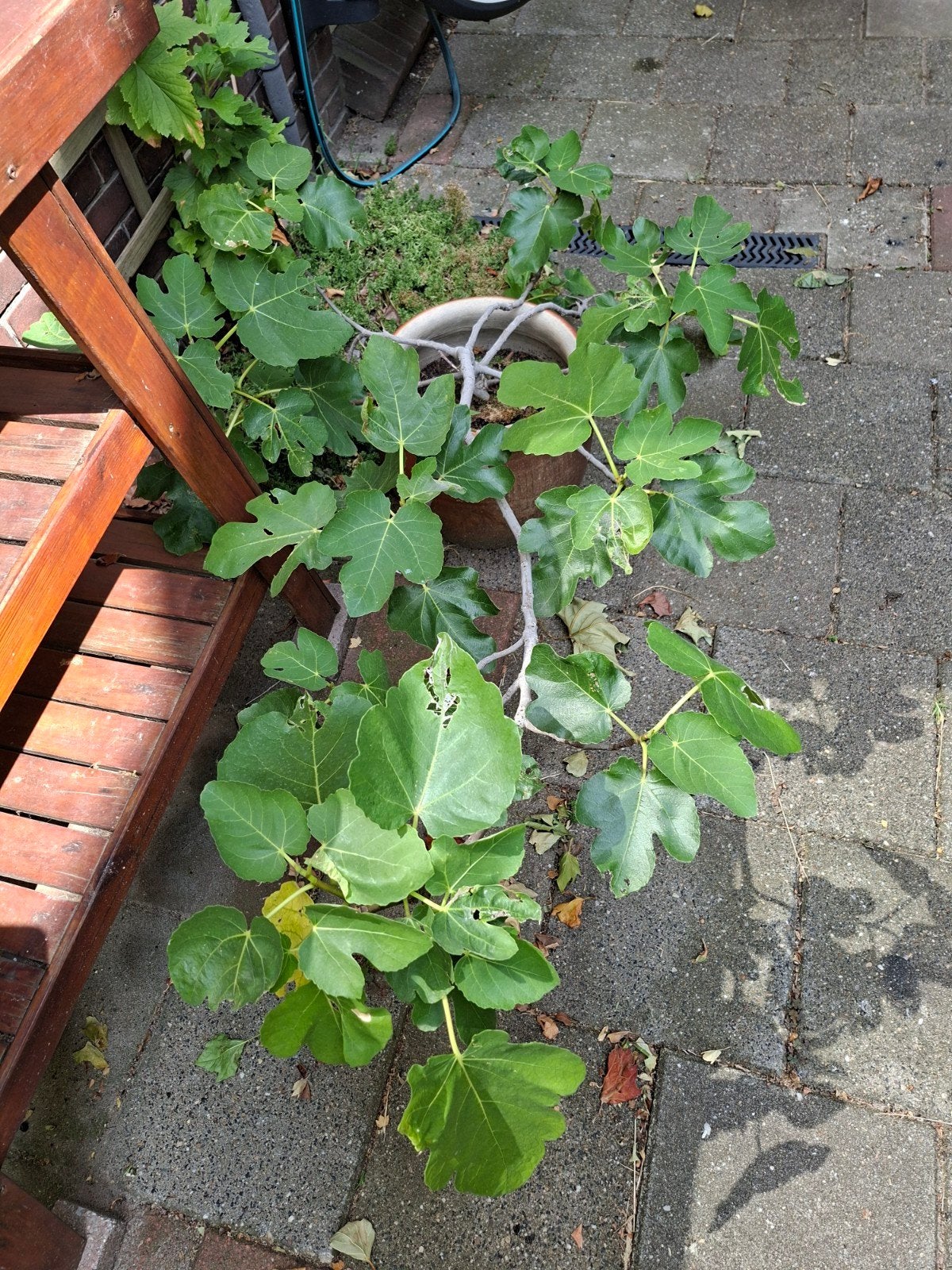 Vijg plant wintervast, Ophalen, Minder dan 100 cm, Overige soorten, Zomer