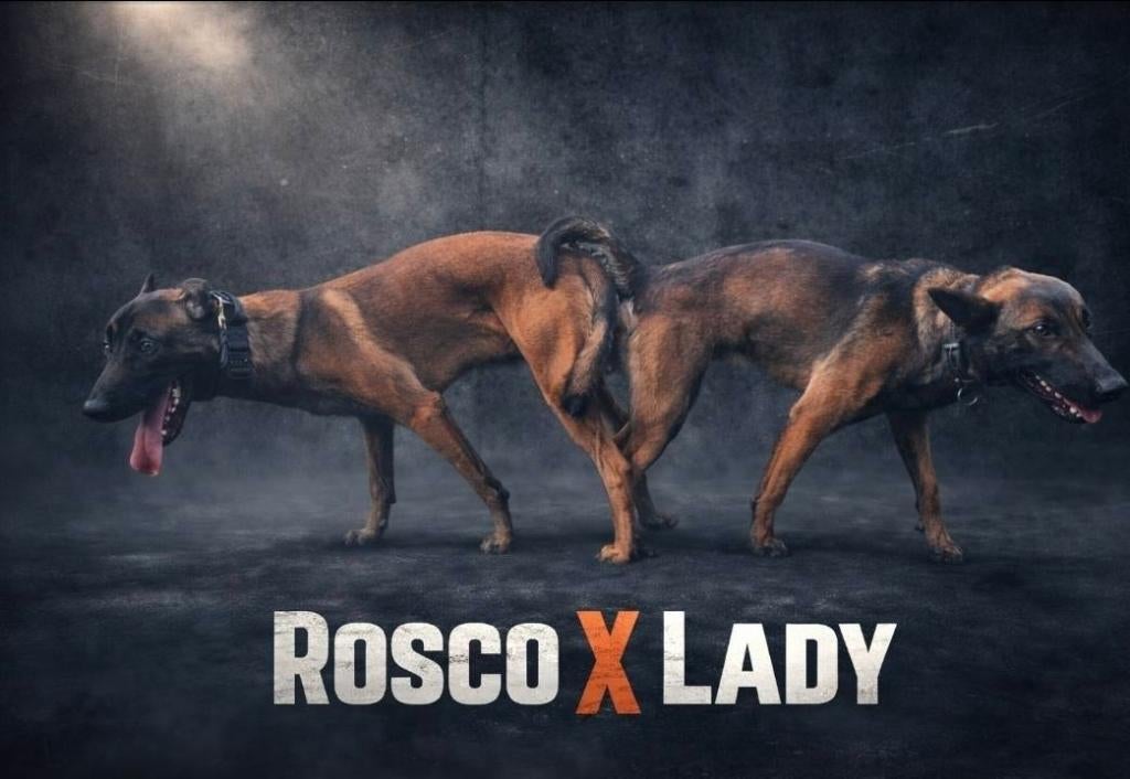 Mechelse Herderpups, Parvo, 8 tot 15 weken, Teef, Meerdere