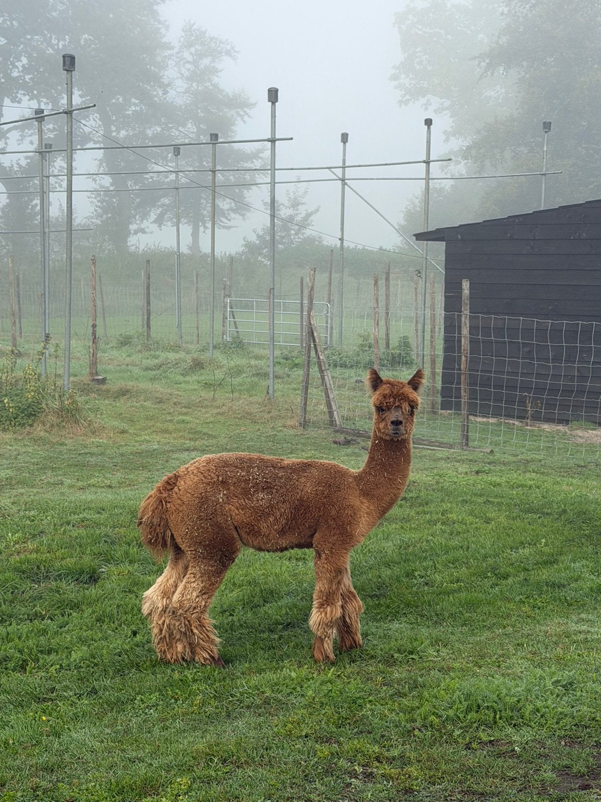 Alpaca hengst, Dieren en Toebehoren, Oktober, Mannelijk