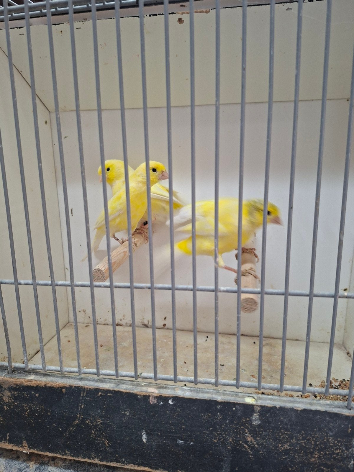 3 harzer kanaries, Meerdere dieren, Kleurkanarie