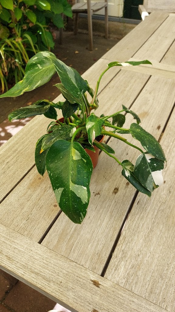 Philodendron, Huis en Inrichting, Kamerplanten, Ophalen, Overige soorten, Halfschaduw, Minder dan 100 cm