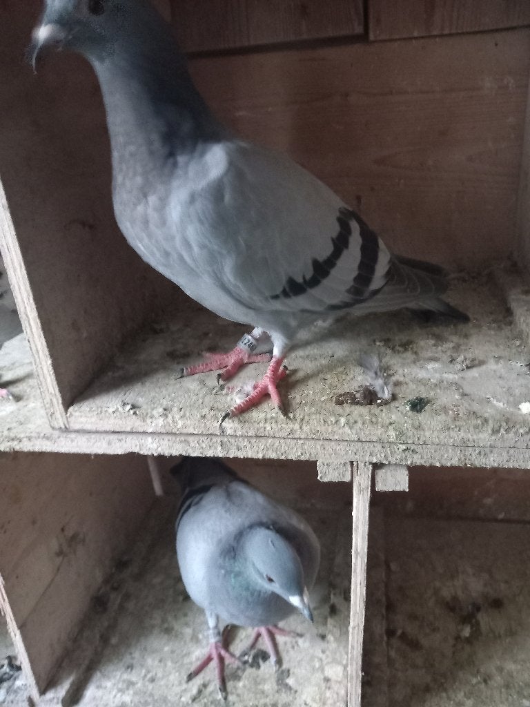postduiven, Dieren en Toebehoren, Meerdere dieren, Postduif