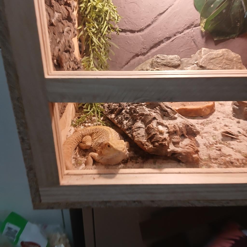 reptielen, Dieren en Toebehoren, Reptielen en Amfibieën, Overige soorten, Met terrarium, 0 tot 2 jaar