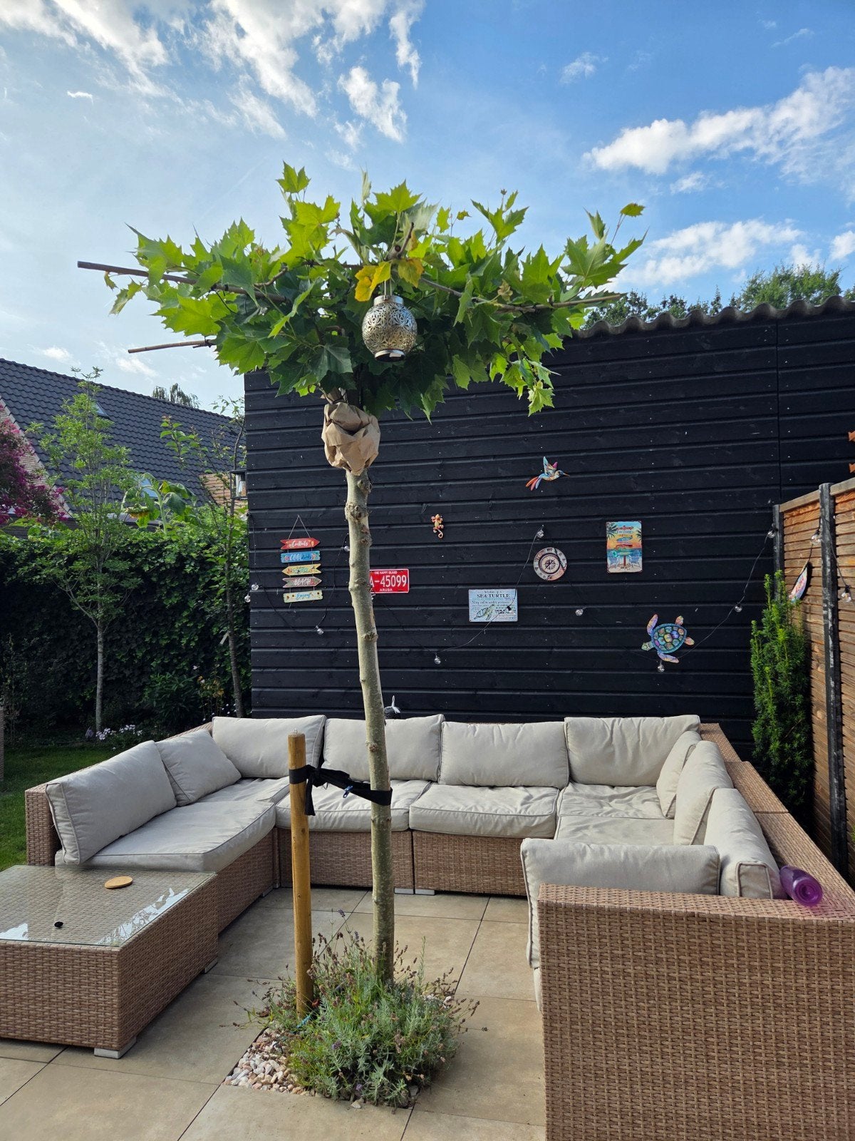 Dakplataan beschikbaar vanaf najaar, Tuin en Terras, Planten | Bomen, Bloeit niet, 100 tot 250 cm, Dakboom, Ophalen