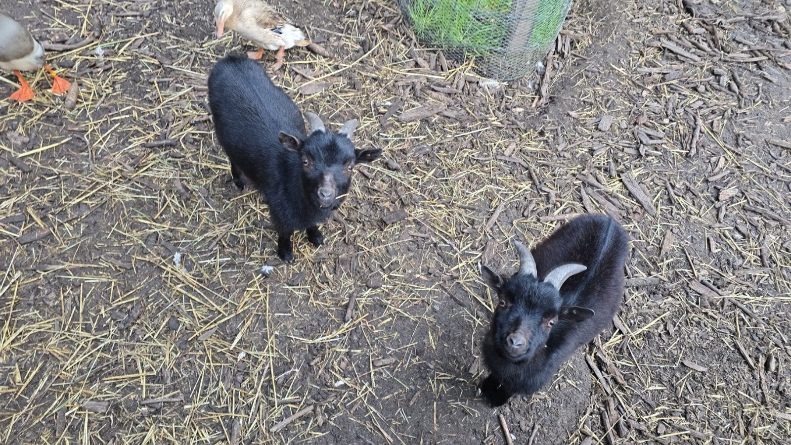 lieve dwerg geitenbokjes, Dieren en Toebehoren, Mannelijk, Geit, 0 tot 2 jaar