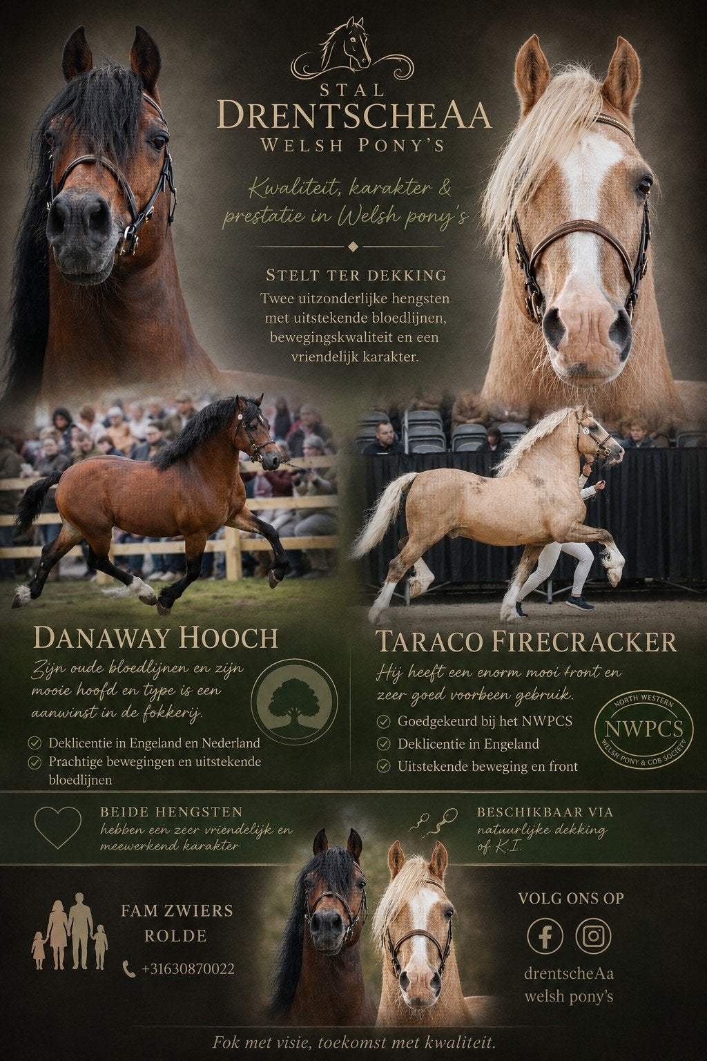 Ter dekking welsh cob Hengsten, Hengst