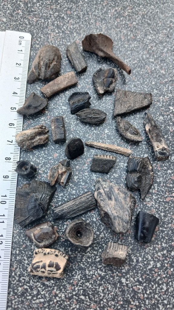 Fossielen uit de Peace River, Florida., Verzamelen, Mineralen en Fossielen, Ophalen of Verzenden, Fossiel