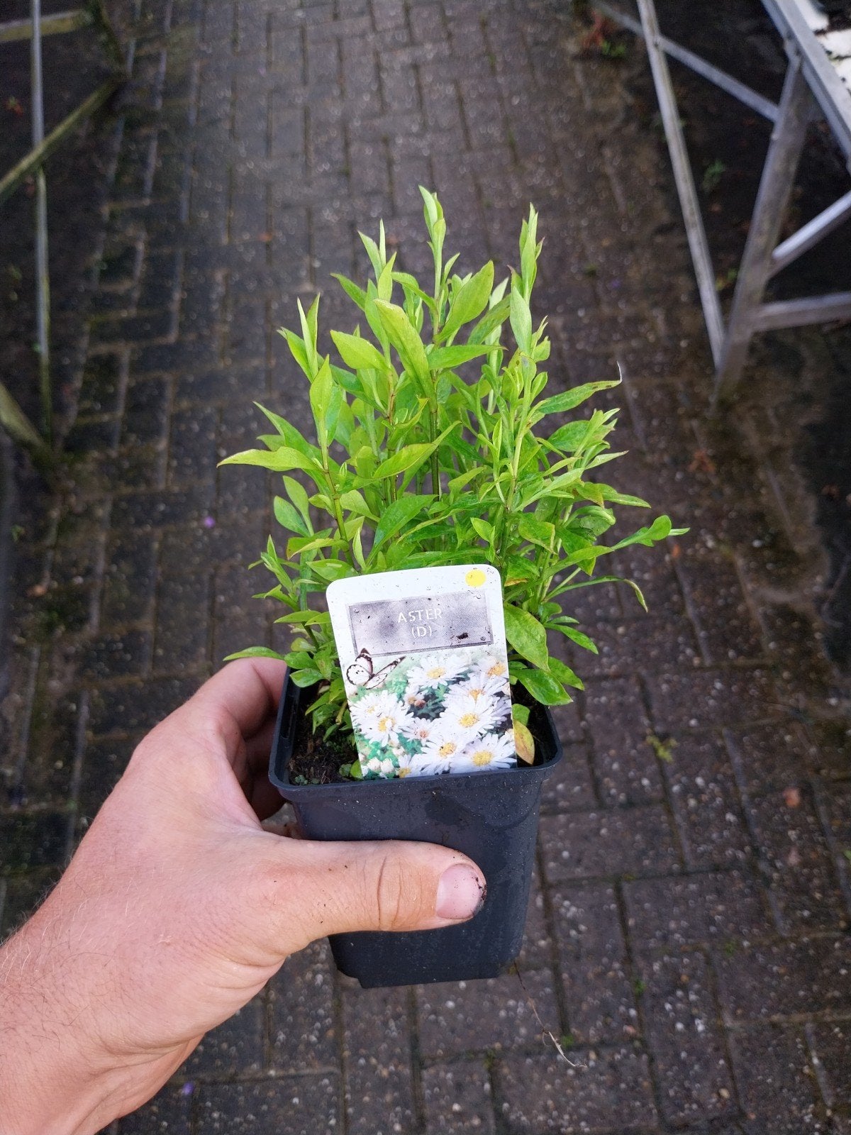 Aster Schneekissen - Winterharde Bodembedekker, Ophalen, Bodembedekkers, Volle zon, Vaste plant