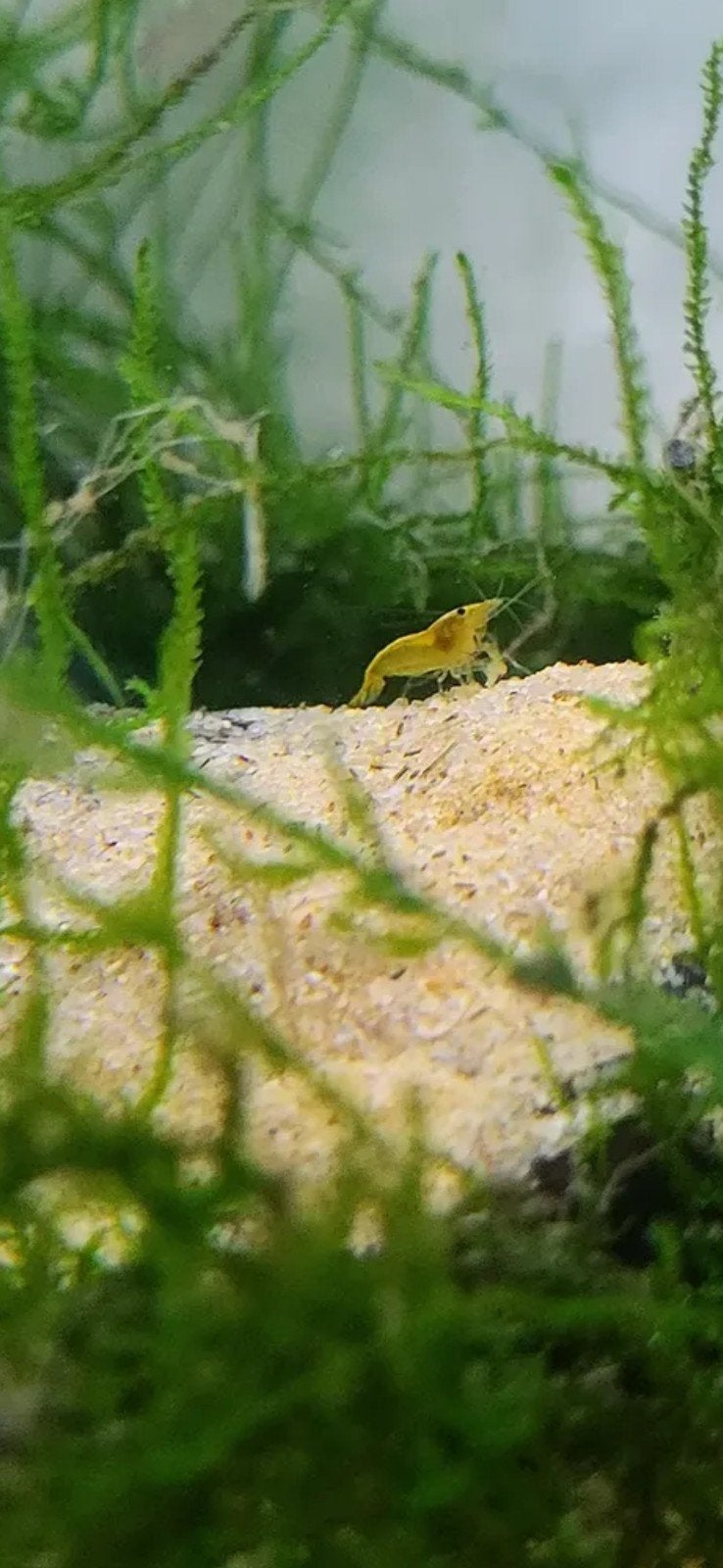 11 Citroen garnalen voor €10 🦐, Dieren en Toebehoren, Vissen | Aquariumvissen, Kreeft, Krab of Garnaal