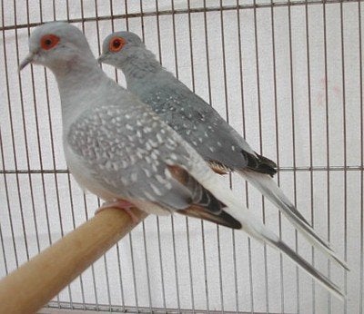 3 diamantduifjes te koop, Dieren en Toebehoren, Geslacht onbekend, Overige soorten