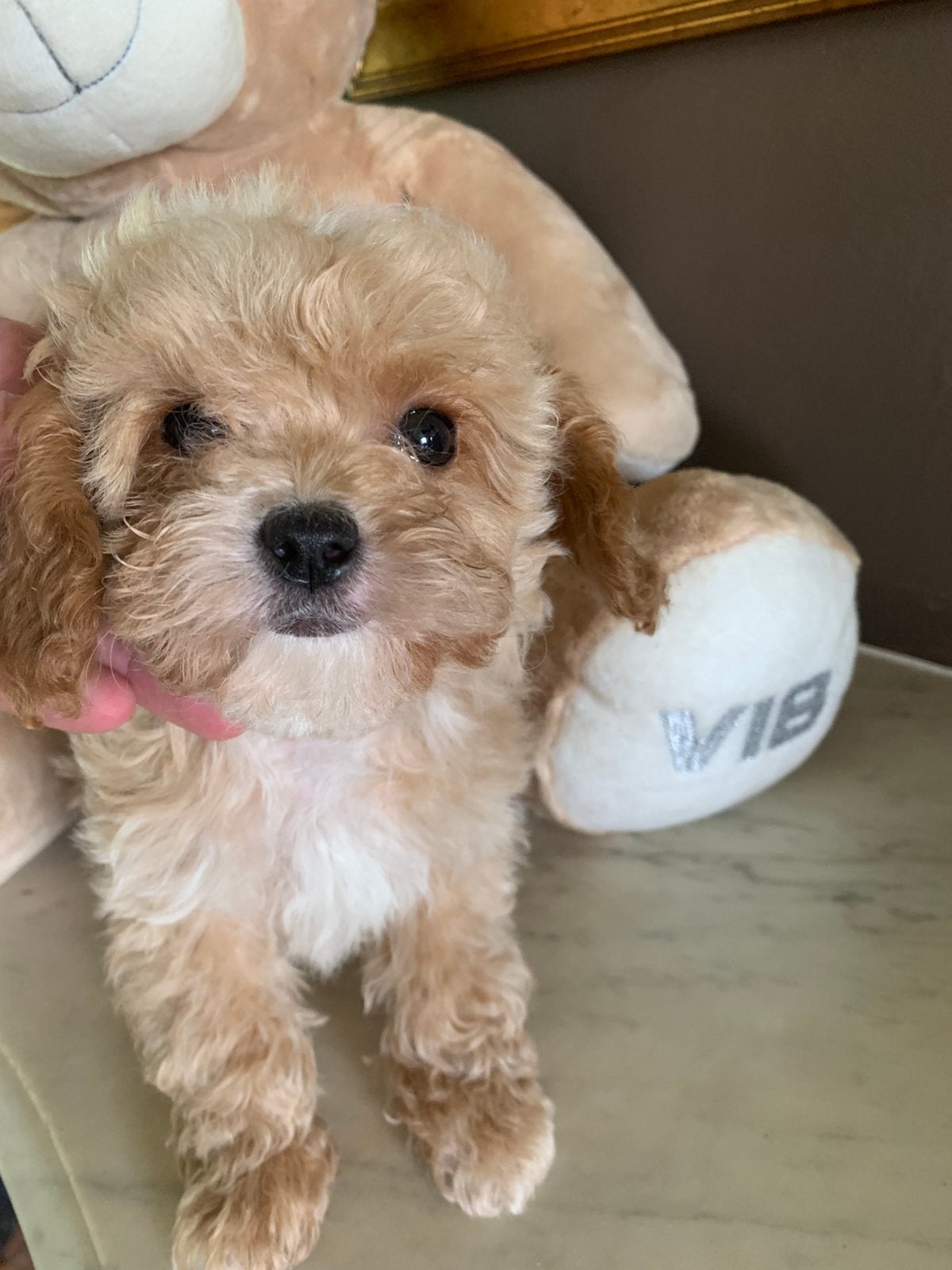 Maltipoo pups, Parvo, Overige rassen, 8 tot 15 weken, Meerdere