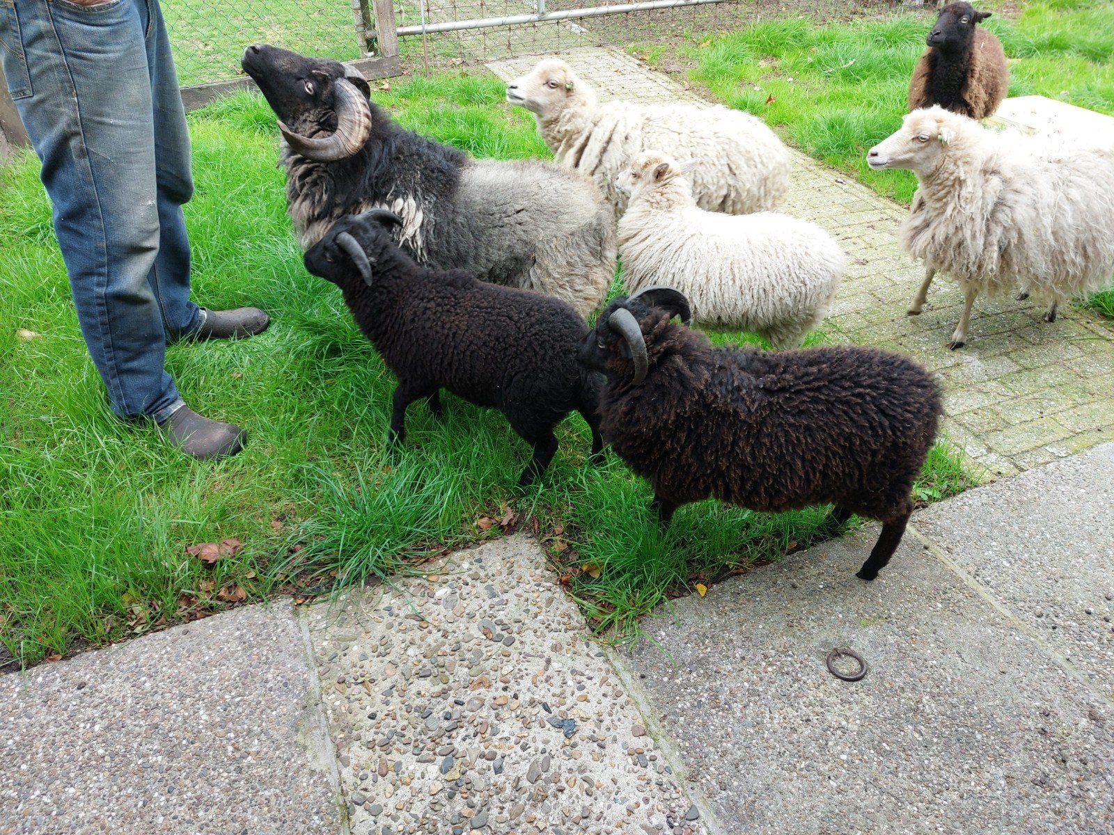Te koop 2 quessant rammen van dit jaar, Dieren en Toebehoren, Mannelijk, Schaap, 0 tot 2 jaar