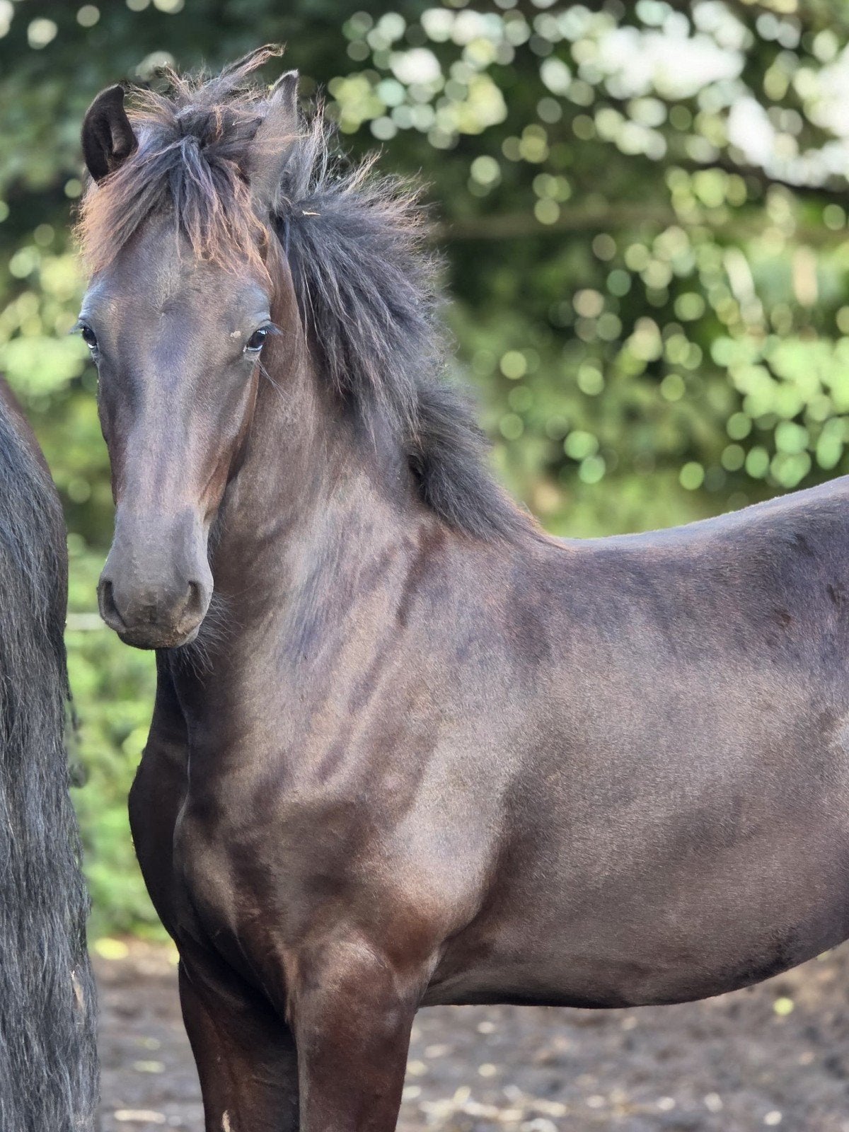 Veelbelovend vol papier Fries hengstveulen (Kanne x Yme), Hengst, 0 tot 2 jaar