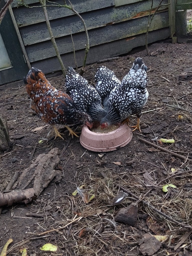 1 wyandotte kriel hen, Vrouwelijk