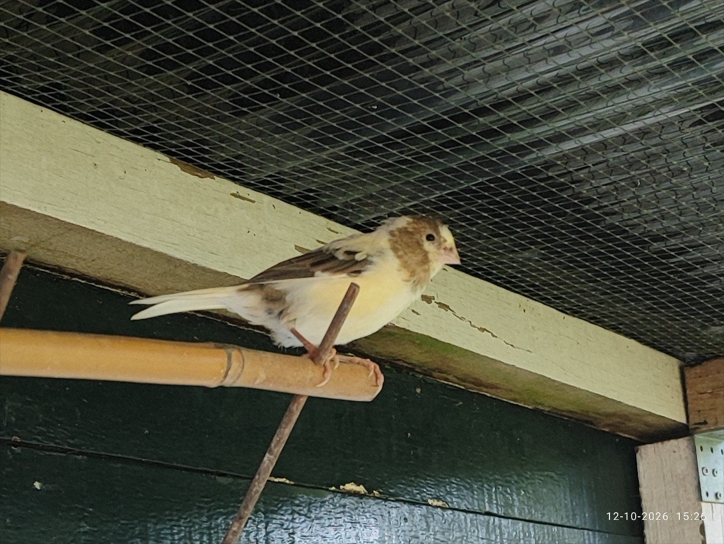 Kanaries, Meerdere dieren, Kleurkanarie
