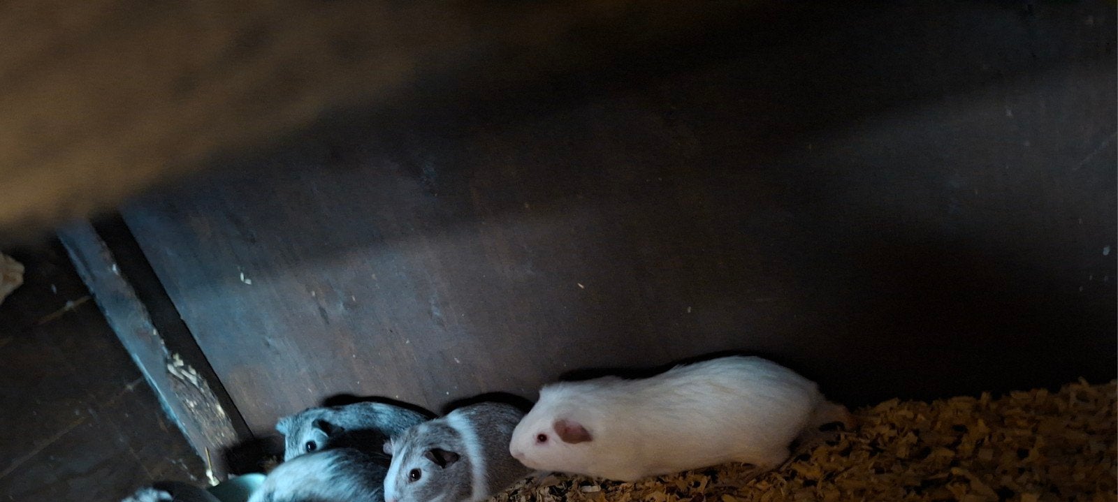 Cavia's, Dieren en Toebehoren, Knaagdieren, Mei, Vrouwelijk, Cavia