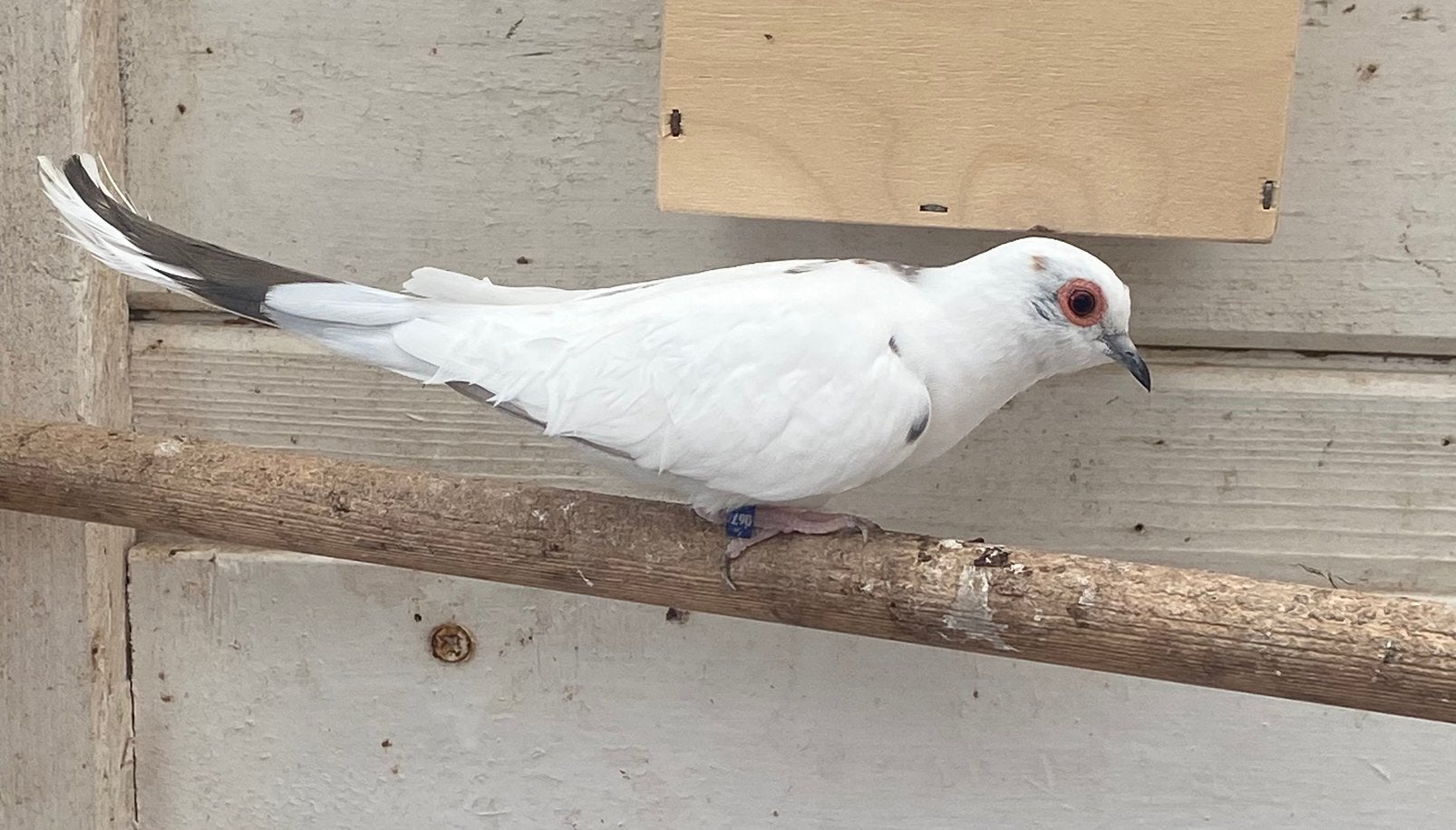 Bonte diamantduiven, Dieren en Toebehoren, Vogels | Overige Vogels, Meerdere dieren