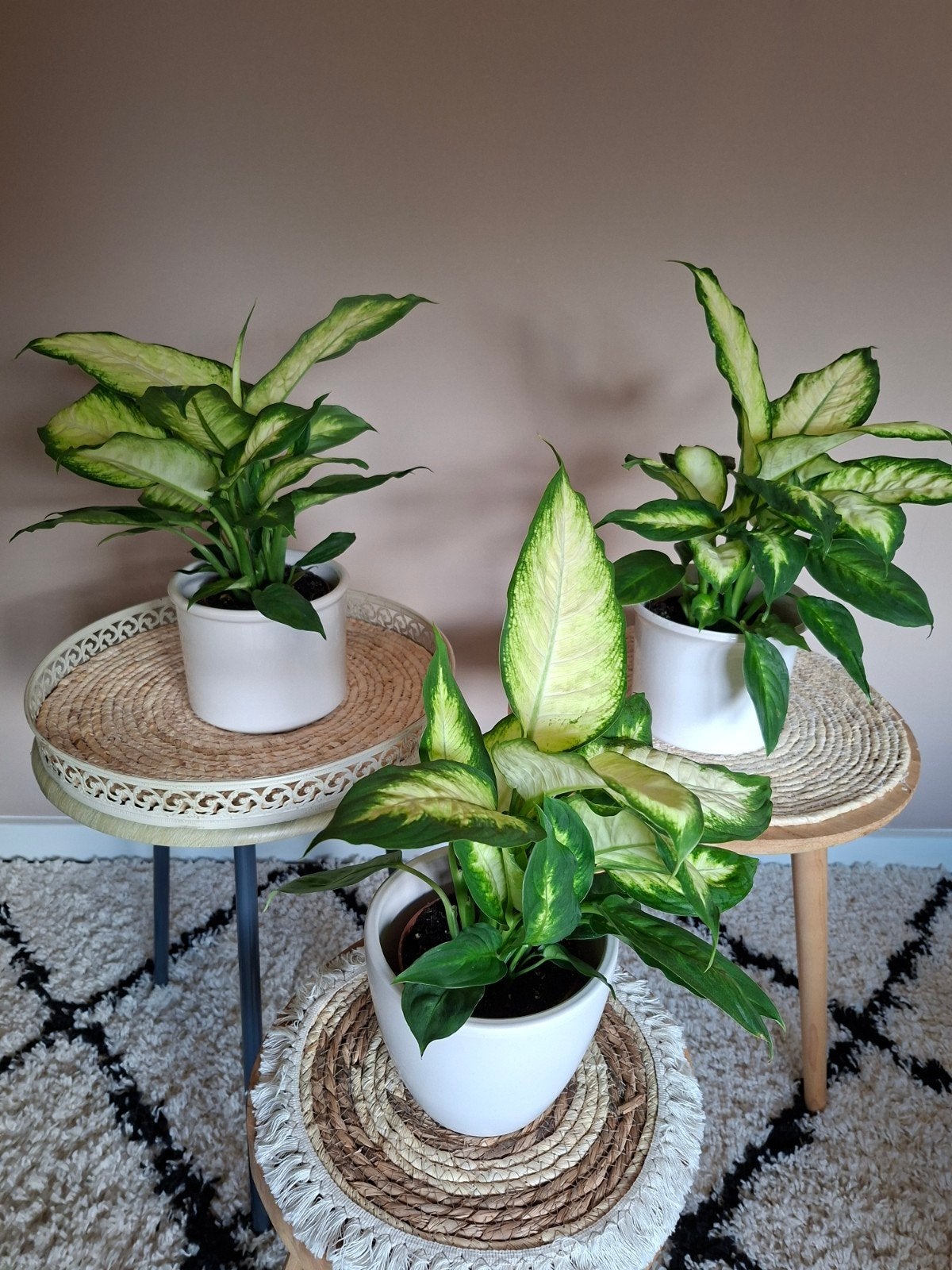 Dieffenbachia kamerplanten in witte potten, Ophalen, Halfschaduw, In pot, Minder dan 100 cm