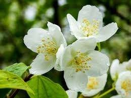 20 Philadelphus coronarius / boerenJasmijn struiken € 100, Ophalen of Verzenden, Overige soorten, Struik, Minder dan 100 cm