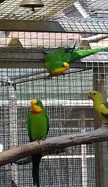 baraband, Dieren en Toebehoren, Mannelijk, Parkiet, Geringd
