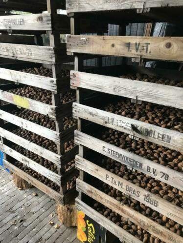 Oude bollenkisten, 1 lats houten kisten ideaal voor walnoten, Ophalen, Volle zon