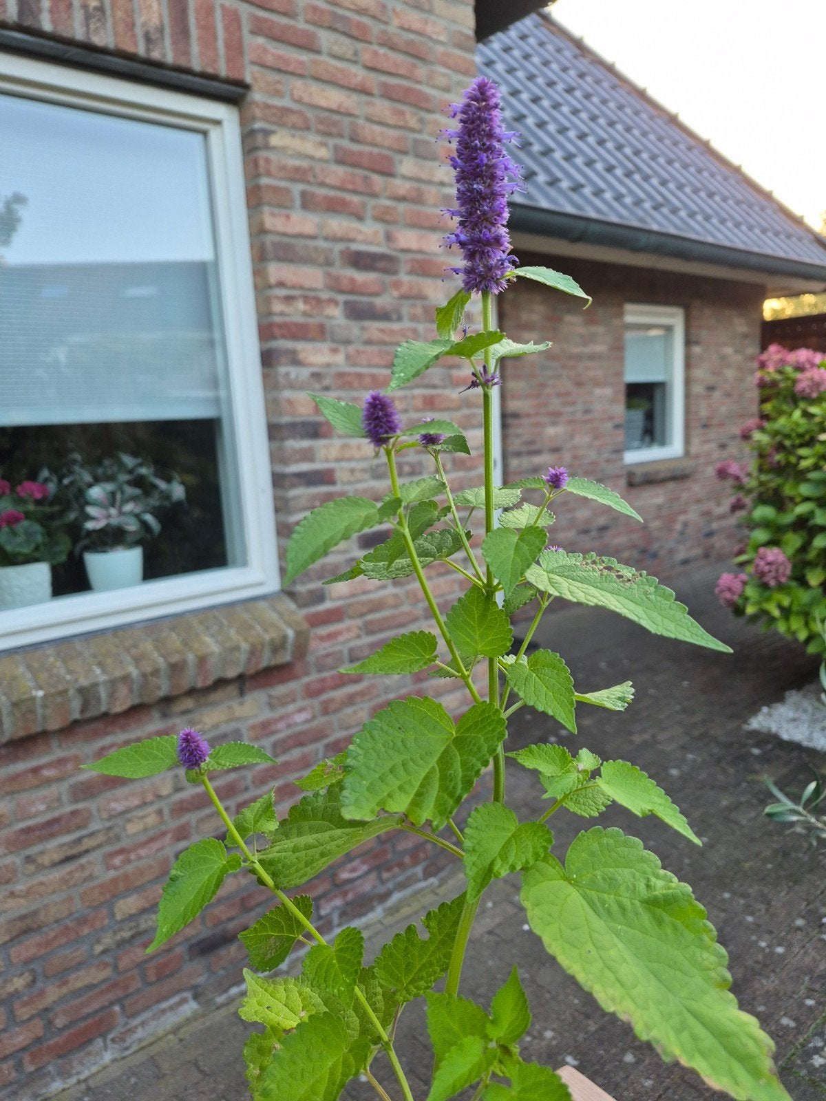 Dropplant - Agastache, Tuin en Terras, Ophalen, Volle zon, Vaste plant, Kruiden