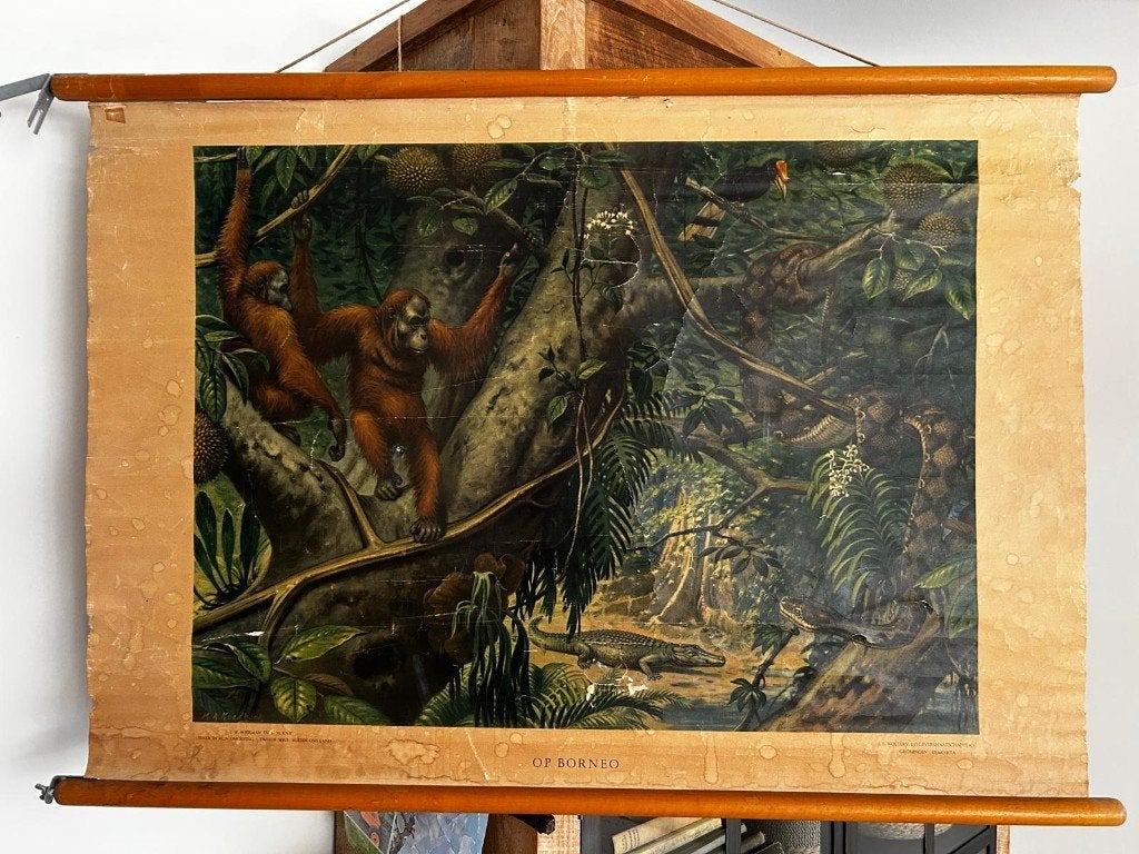 Op Borneo, Ophalen of Verzenden