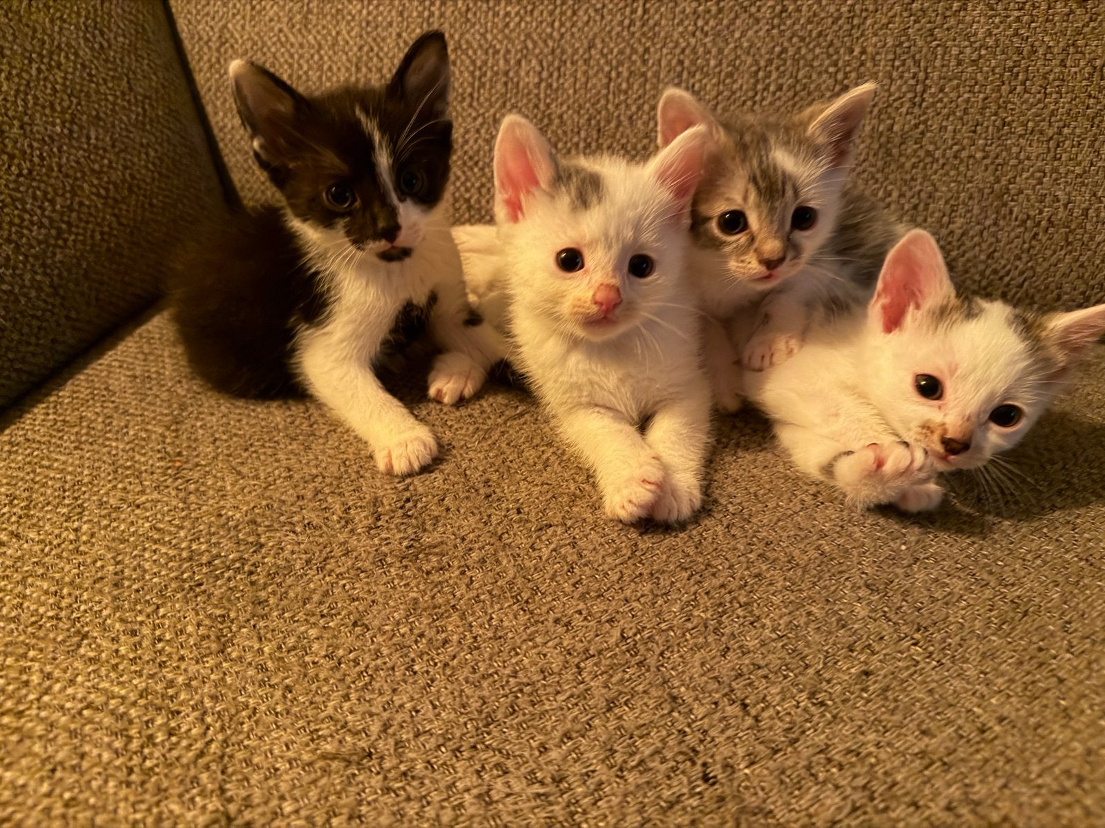 Kittens, Meerdere dieren