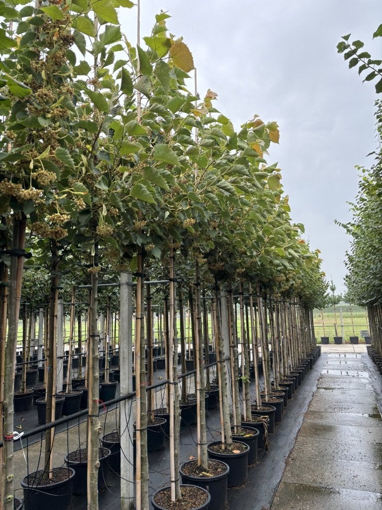 Tilia henryana – Gewimperde linde / Chinese linde, Minder dan 100 cm, Zomer, Volle zon, In pot