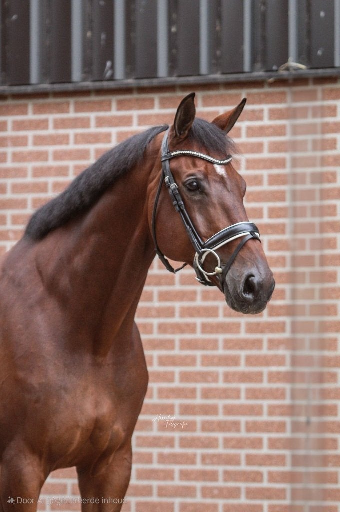TOP DRESSUURPAARD 1.72M, Dieren en Toebehoren, Paarden, ZZ, Met stamboom, Ruin, Dressuurpaard