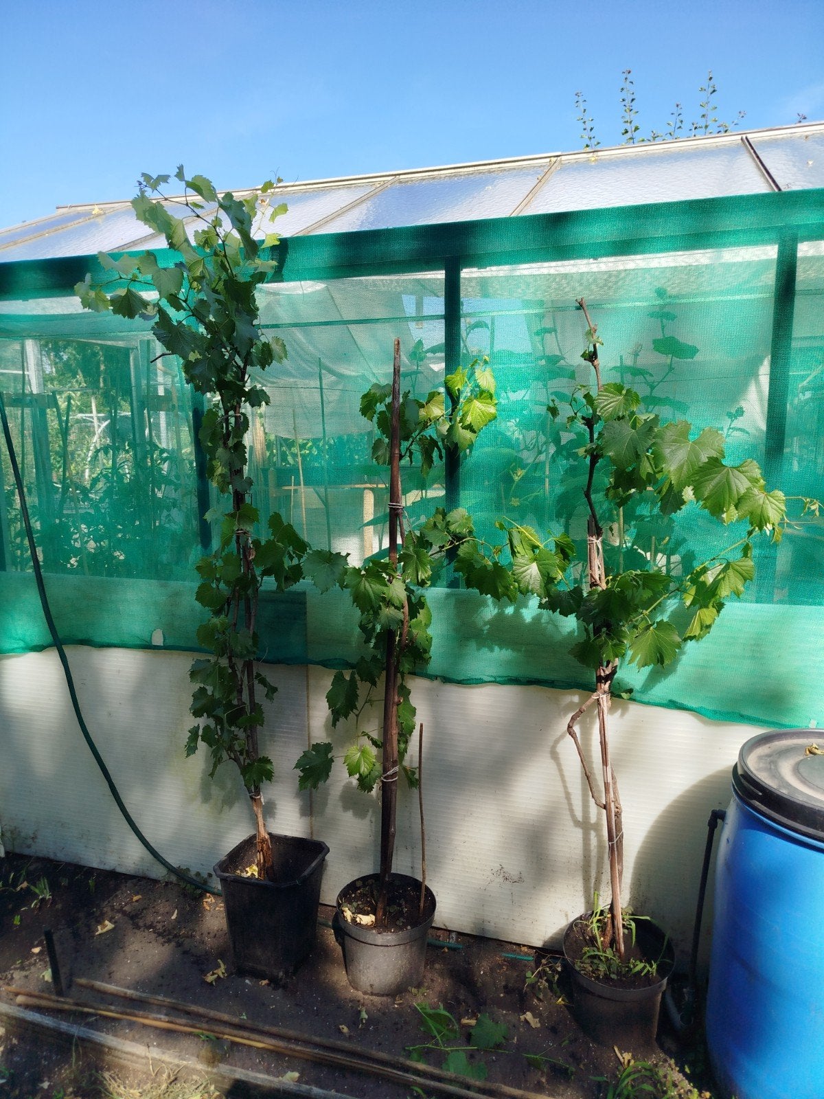 Druiven boom, Ophalen, Glas, Aluminium