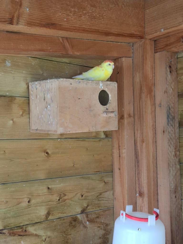 Roodruggen TEAB, Dieren en Toebehoren, Pluimvee, Meerdere dieren, Kip