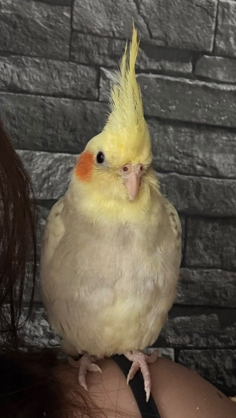 HELP Valkparkiet vermist, Dieren en Toebehoren, Vogel