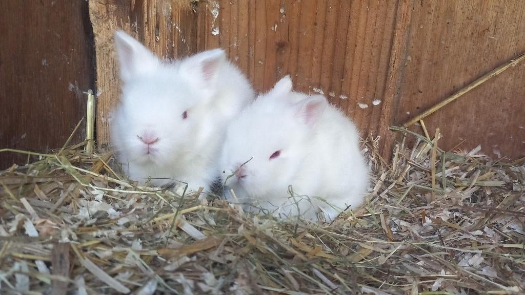Teddydwerg, Dieren en Toebehoren, Konijnen, Geslacht onbekend, Dwerg, 0 tot 2 jaar
