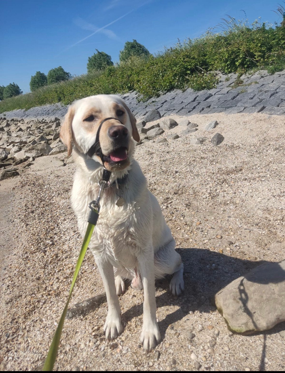 Prachtige blonde Labrador dekreu, Dieren en Toebehoren, Reu, Parvo, Eén hond, 3 tot 5 jaar