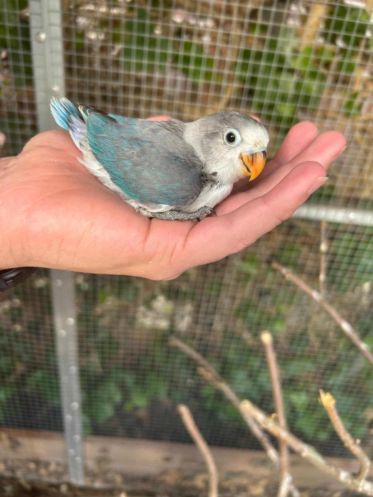 Baby Agapornis | Dwergpapegaai | Jonge Fischeri, Dieren en Toebehoren, Geslacht onbekend, Dwergpapegaai of Agapornis
