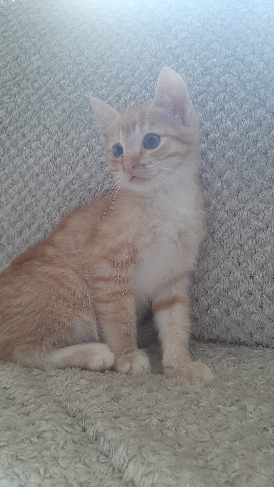 Lief kitten te koop!, Kater