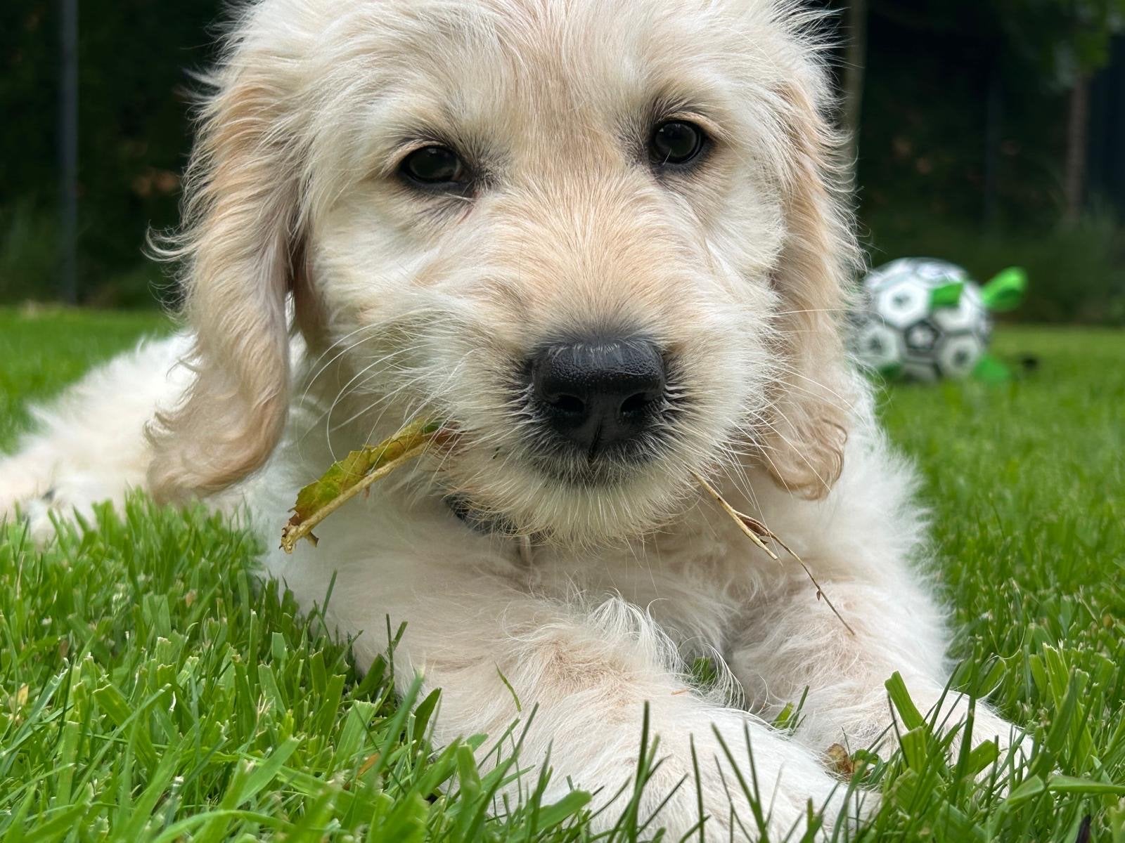 Lieve goldendoodle pup teefje zoekt een liefdevol nieuw huis, Dieren en Toebehoren, Honden | Niet-rashonden, CDV (hondenziekte)